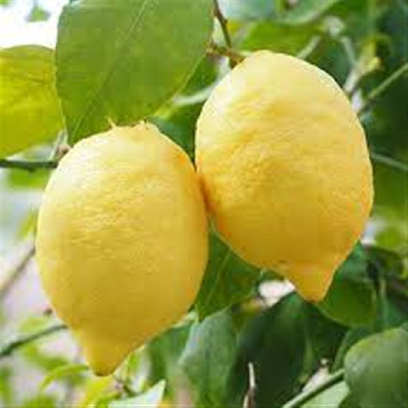 2.880 ton interdonato limon ihaleyle satılacaktır haberi